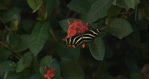 Zebra Longwing Butterfly fly away, down Vidéo 87300603