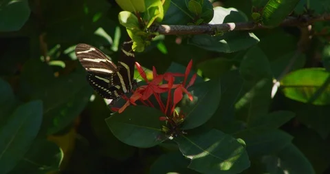Zebra Longwing Butterfly fly away, to left Vidéo 87301131