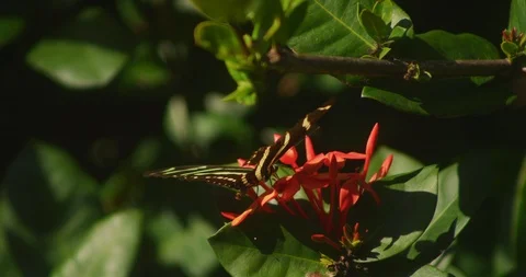 Zebra Longwing Butterfly Fly Away, To Left 02 Vidéo 87306945