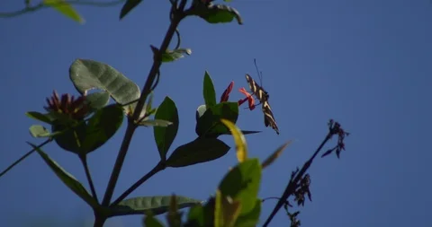 Zebra Longwing Butterfly fly away to right Vidéo 87307206