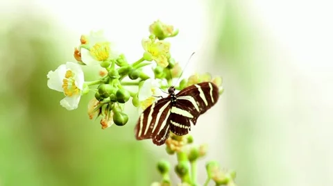 Zebra longwing butterfly 動画素材 10804573
