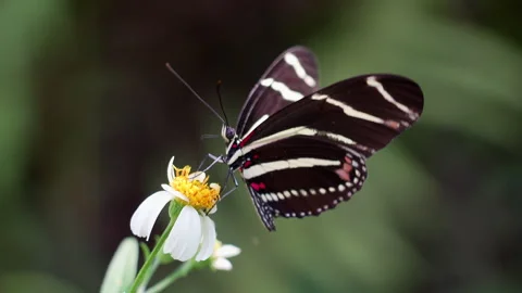 ZEBRA LONGWING BUTTERFLY Stock-Footage 250363321