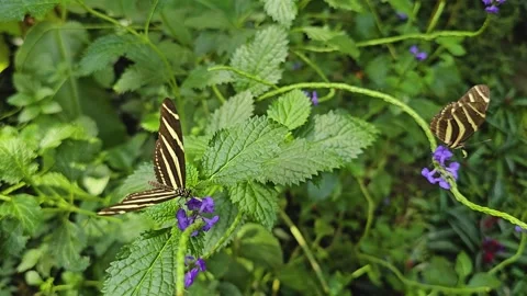 A zebra longwing butterfly Stock Footage 275557726