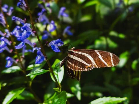 ZEBRA LONGWING BUTTERFLY FULL WINGS VIEW ON PURPLE SALVIA FLOWERS Stock-Fotos