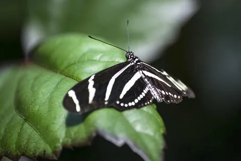 The Zebra Longwing butterfly (Heliconius charithonia). Stock Photos