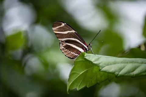 The Zebra Longwing butterfly (Heliconius charithonia). Stock Photos