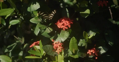 Zebra Longwing Butterfly hovering over flowers Stock Footage 87307603