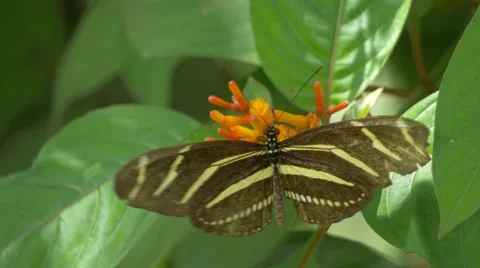 Zebra Longwing Butterfly with Injured Wing Lands on Flower, Close, 4K Stock Footage 66432855