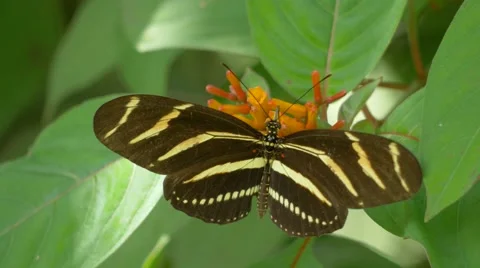 Zebra Longwing Butterfly Lands on Flower and Spreads Wings While Feeding, 4K Stock Footage 66432386