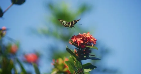 Zebra Longwing Butterfly lands on red flower Stock Footage 87306940