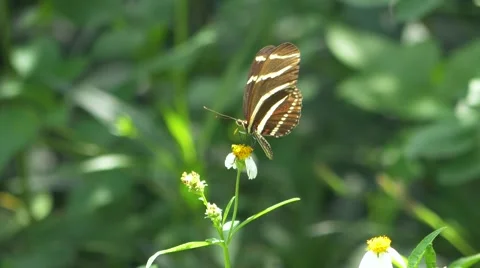 Zebra Longwing Butterfly Lands on White Flower, 4K Stock Footage 66432139