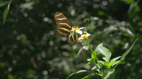 Zebra Longwing Butterfly Lands on White Flower Stock Footage 66432337