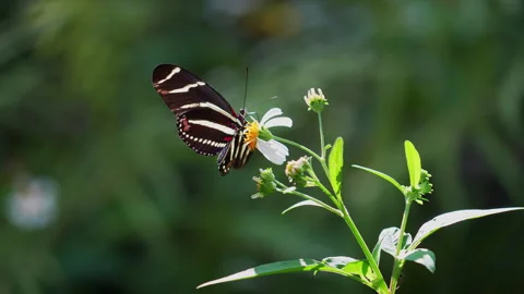 ZEBRA LONGWING BUTTERFLY LONG SHOT Stock-Footage 250363755