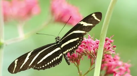 Zebra Longwing Butterfly Macro Stock Footage 11439582