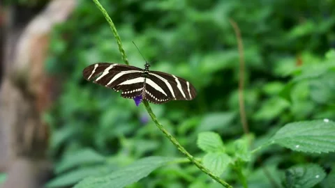 Zebra longwing butterfly opening striped wings on purple flower Stock Footage 344919069