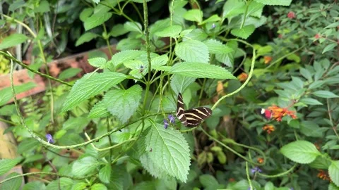 Zebra Longwing Butterfly or Heliconius charithonia 스톡 동영상 284450996