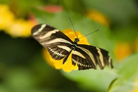 Zebra longwing butterfly Stock Photos