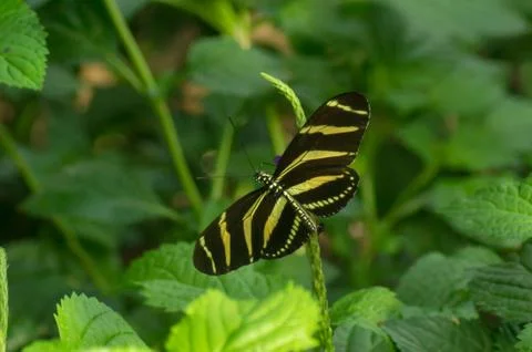 Zebra longwing butterfly Stock-Fotos