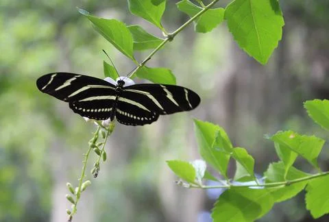 Zebra Longwing Butterfly Stock Photos