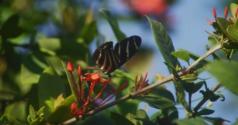 Zebra Longwing Butterfly on red flowers Stock Footage 87306634