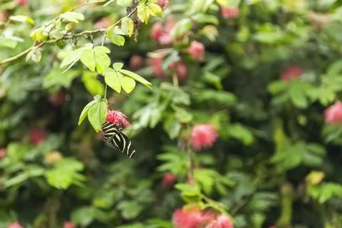 Zebra Longwing butterfly resting on Calliandra flower in Prague Stock-Fotos