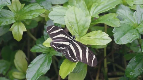 Zebra longwing butterfly resting on a green leaf Stock Footage 339303336