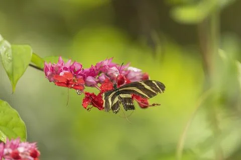 Zebra longwing butterfly resting on pink tropical flowers Foto stock