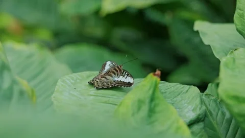 Zebra Longwing Butterfly Rests on Tropical Green Leaf in Lush Natural Habitat Stock Footage 344007933