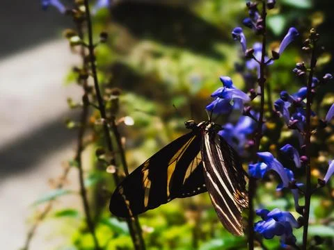 ZEBRA LONGWING BUTTERFLY SIDE VIEW ON PURPLE SALVIA FLOWERS Stockfoto's