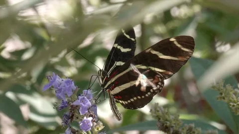 Zebra Longwing butterfly Slow motion Stock Footage 120003687