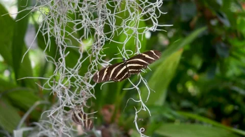 Zebra Longwing Butterfly with Spread Wings Resting on Spanish Moss in Tropical Stock Footage 346769199