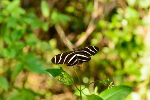 Zebra longwing butterfly in a sub-tropical forest Photos