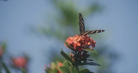 Zebra Longwing Butterfly on top of flower Stock Footage 87308465
