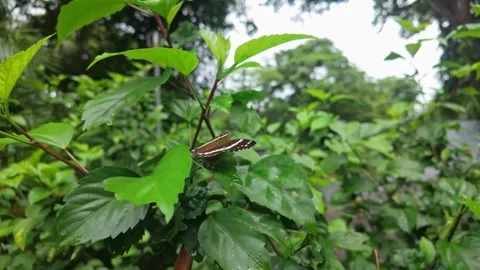 Zebra longwing butterfly on tropical foliage in Quepos rainforest garden Stock Footage 341723669