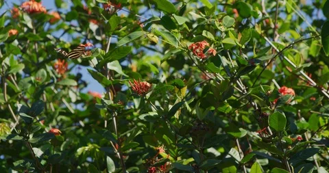 Zebra Longwing Butterfly u-turn fly away Vidéo 87297681