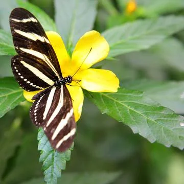 Zebra Longwing butterfly Zebra Longwing butterfly (Heliconius charithonia)... 스톡 사진