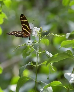 Zebra (Longwing) Heliconian 库存照片
