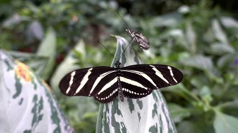Zebra Longwing, (Heliconius charitonia)   - butterfly Stock Footage 74259093