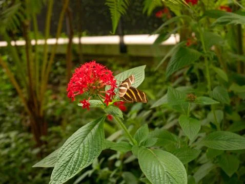 The Zebra Longwing Perched on a Red Flower Stock Photos