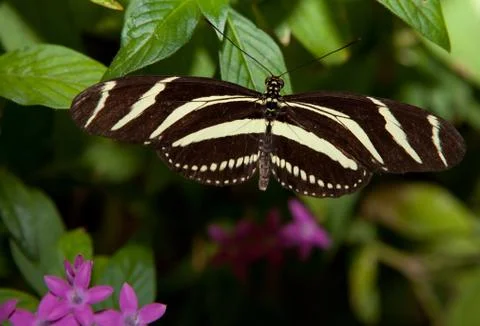 Zebra longwing Stock Photos