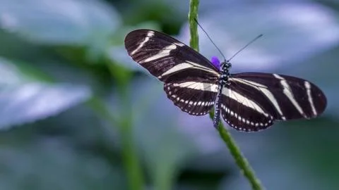 Zebra Longwing Stock Photos