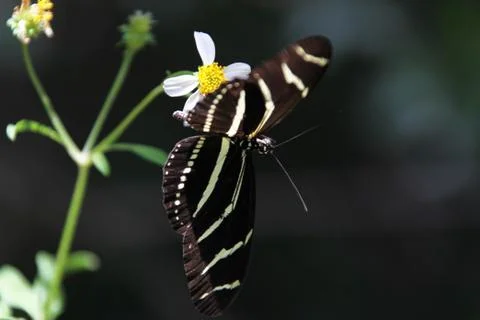 Zebra longwing Stock Photos