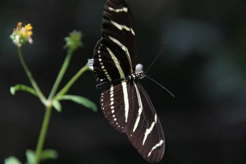 Zebra longwing Stock Photos