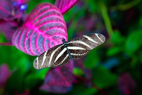 Zebra Longwing Zebra Longwing Copyright: xZoonar.com/DavidxTyrerx 20914867... Stock Photos