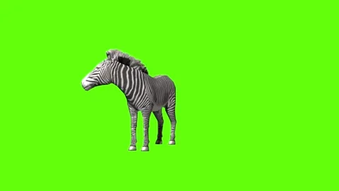 Zebra look around green screen animation 3D rendering Stock Footage 297202330
