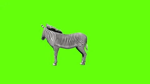 Zebra look around green screen animation 3D rendering Stock Footage 297202337