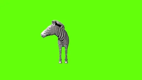 Zebra look around green screen animation 3D rendering Stock Footage 297202343