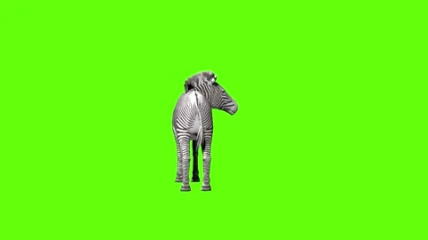 Zebra look around green screen animation 3D rendering Stock Footage 297202344