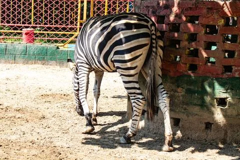 Zebra looking around while standing under tree shade Stock Photos