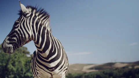 Zebra looking away while standing in a field Stock Footage 278827842